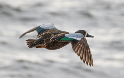  142 Blue-winged Teal 