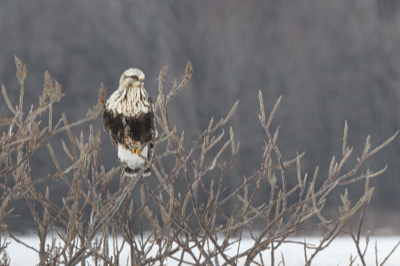  48 Rough-legged Hawk 