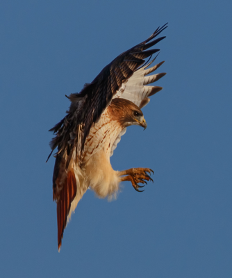  12 Red-tailed Hawk 