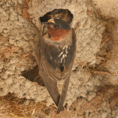  214 Cliff Swallow 