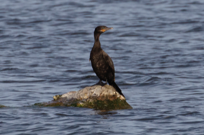  306 Neotropic Cormorant 