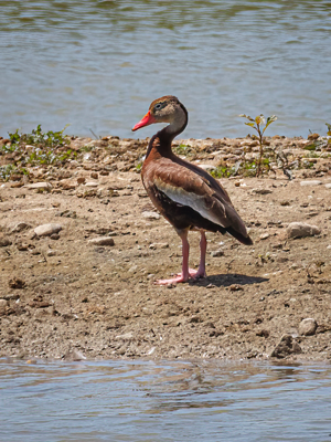  98 Black-bellied Whistling Duck 