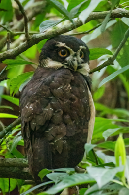  Spectacled Owl 