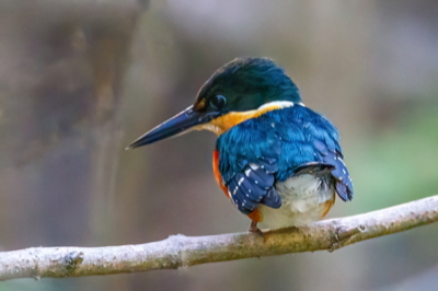  Afrian Pgymy Kingfisher 